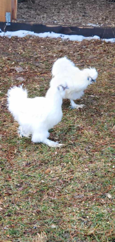 4 silky chickens for sale in Livestock in Owen Sound - Image 3