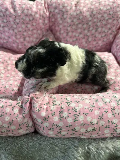 Baby Guinea Pigs, View more