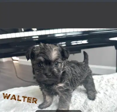 schnauzer x puppies ! absolutely adorable !!, View more