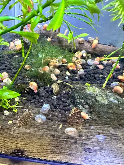 Ramshorn Snails, View more