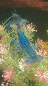 2 crayfish For Aquarium Fish Tank
