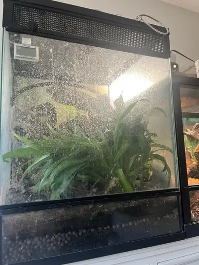 Selling my vivarium full of mourning geckos and dart frogs . It is bioactive but may need a small re...