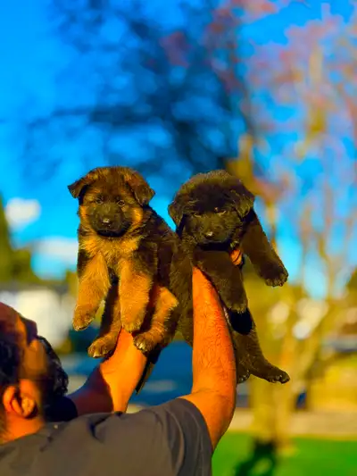 German shepherd puppy available, View more