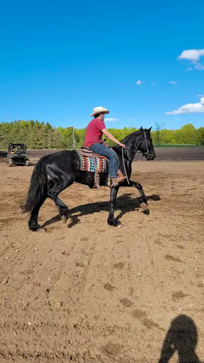 Broke Fresian Mare, View more