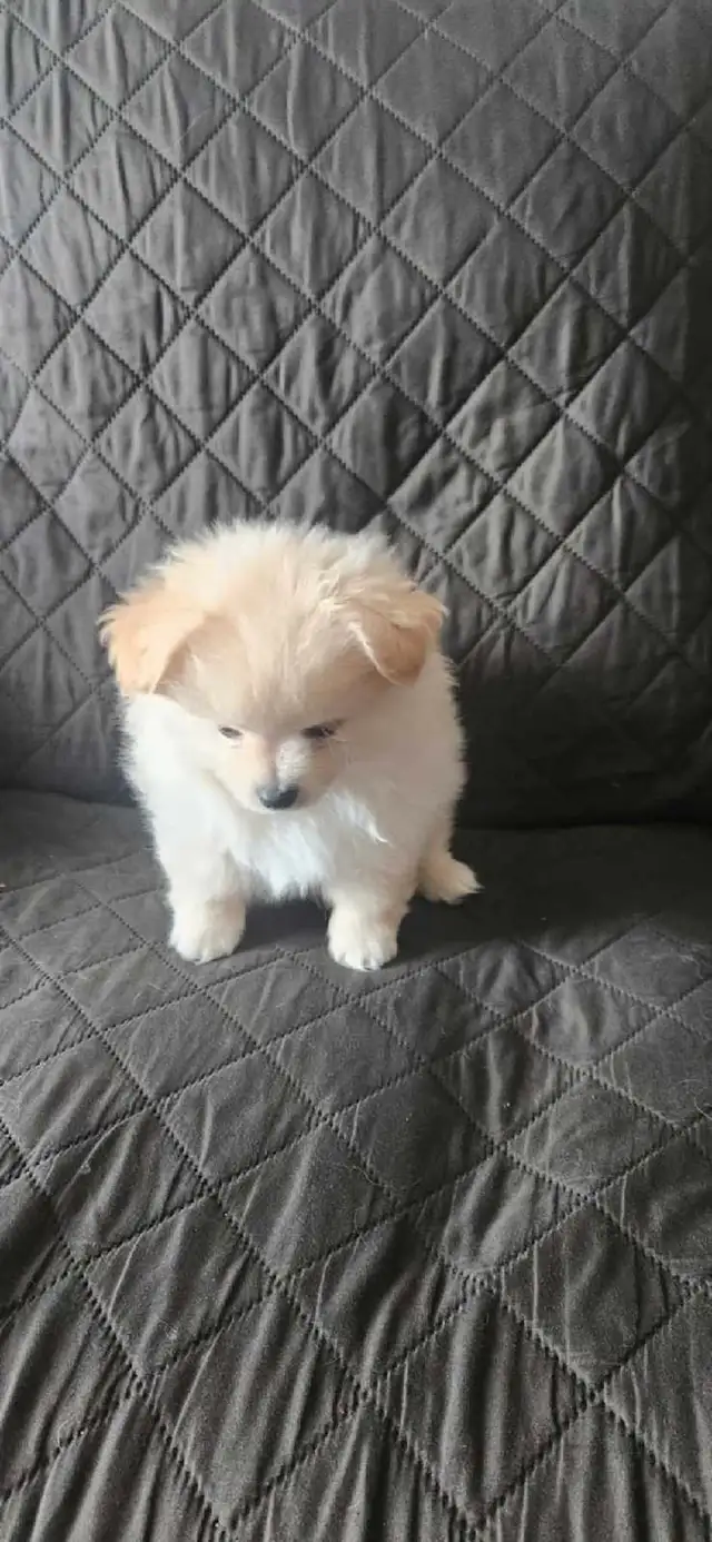 Pomeranian Puppy Available in Dogs & Puppies for Rehoming in London - Image 2