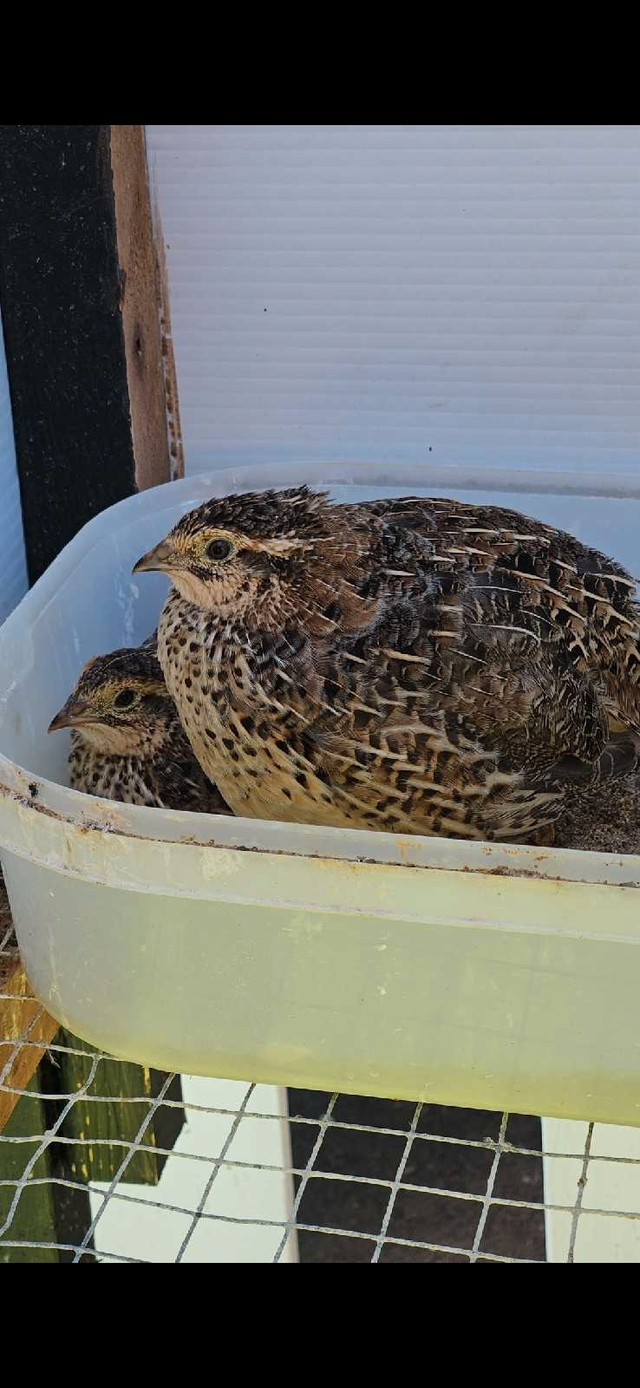 cailles pondeuse  dans Animaux de ferme  à Trois-Rivières