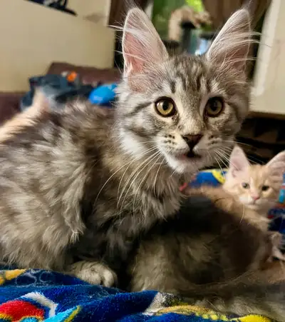 5 chatons mainecoon seront prêt à partir vers la fin mai - 2 mâles red/sulver - 1 femelle silver sha...
