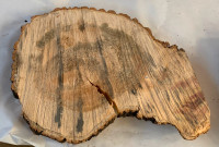 Tree Cookie Slabs for Crafts