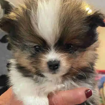 Pomeranian Puppies, View more
