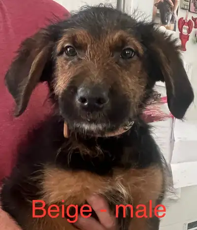 Ready for their new homes! Thank you for your interest in our German Shepherd/Goldendoodle puppies!...