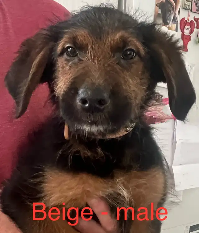 Low shedding Shepadoodle puppies! in Dogs & Puppies for Rehoming in Kingston - Image 5