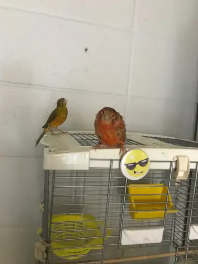 canary healthy , View more