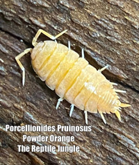 20 Powder Orange Isopods, Porcellionides pruinosus 