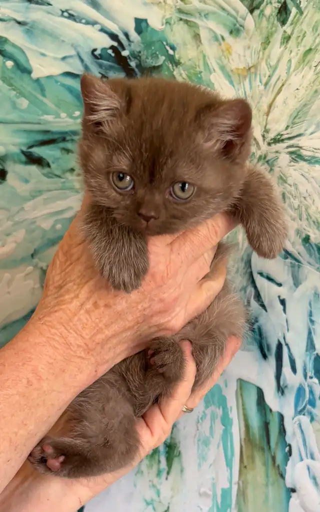 Bouncy Baby British Shorthair Kittens! 10 weeks old*READY NOW!* in Cats & Kittens for Rehoming in Moncton - Image 4