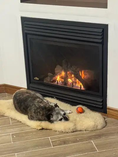 We’re looking for a loving new home for Rosie, our 9-year-old female Boston Terrier–Pug mix. Rosie i...