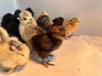 Baby silkie chicks 