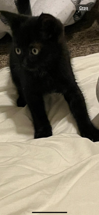 Gorgeous black 10 wk old kitten-adopt Chocolate Chip!