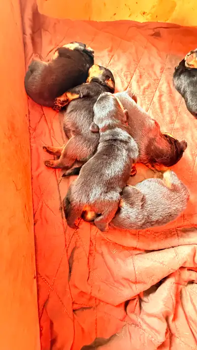 Rottweiler Puppies   ****READY AUGUST 15th****, View more