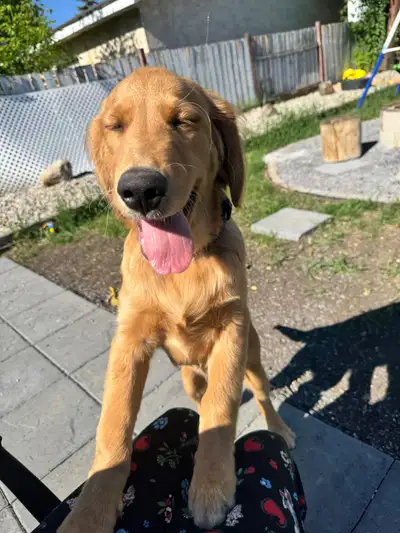 Re home golden retriver, View more