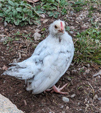 Japanese Bantam/ Serama Cockerel chick