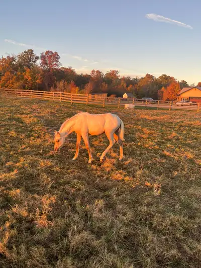 4 month old registered half Welsh half Quarter horse colt, View more