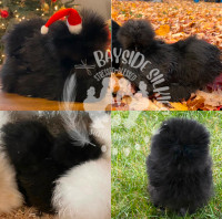 Purebred bearded and crested Silkie chickens (chicks)