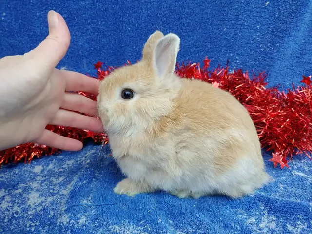 EXTRAORDINARY FUZZY CHINCHILLA NETHERLAND DWARF BUNNY RABBIT in Small Animals for Rehoming in City of Toronto - Image 8
