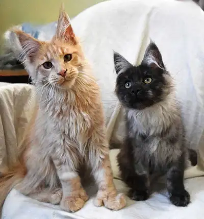 Chaton maine coon 5 mois Garantie santé 1 an, stérilisation faite, vaccins de base, micropucé, enr...