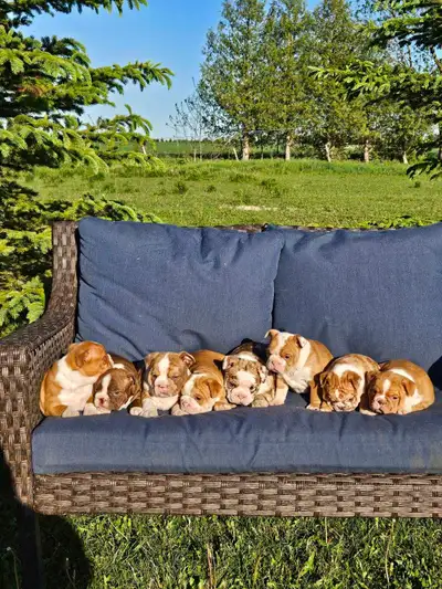 Seven English bulldog cross Boston Terrier puppies ready to become your next companion vaccinated an...