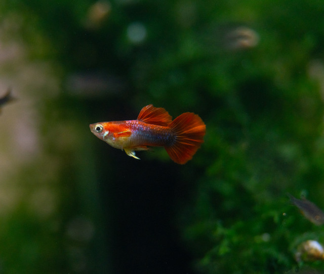 short body red tuxedo guppy pairs in Fish for Rehoming in Oshawa / Durham Region