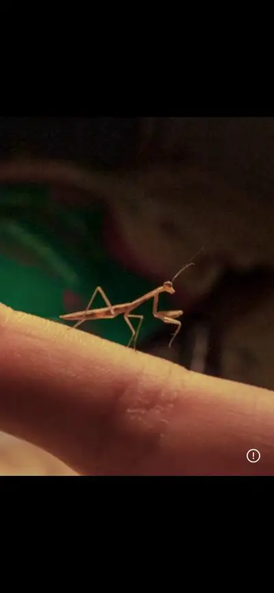 praying mantis , View more