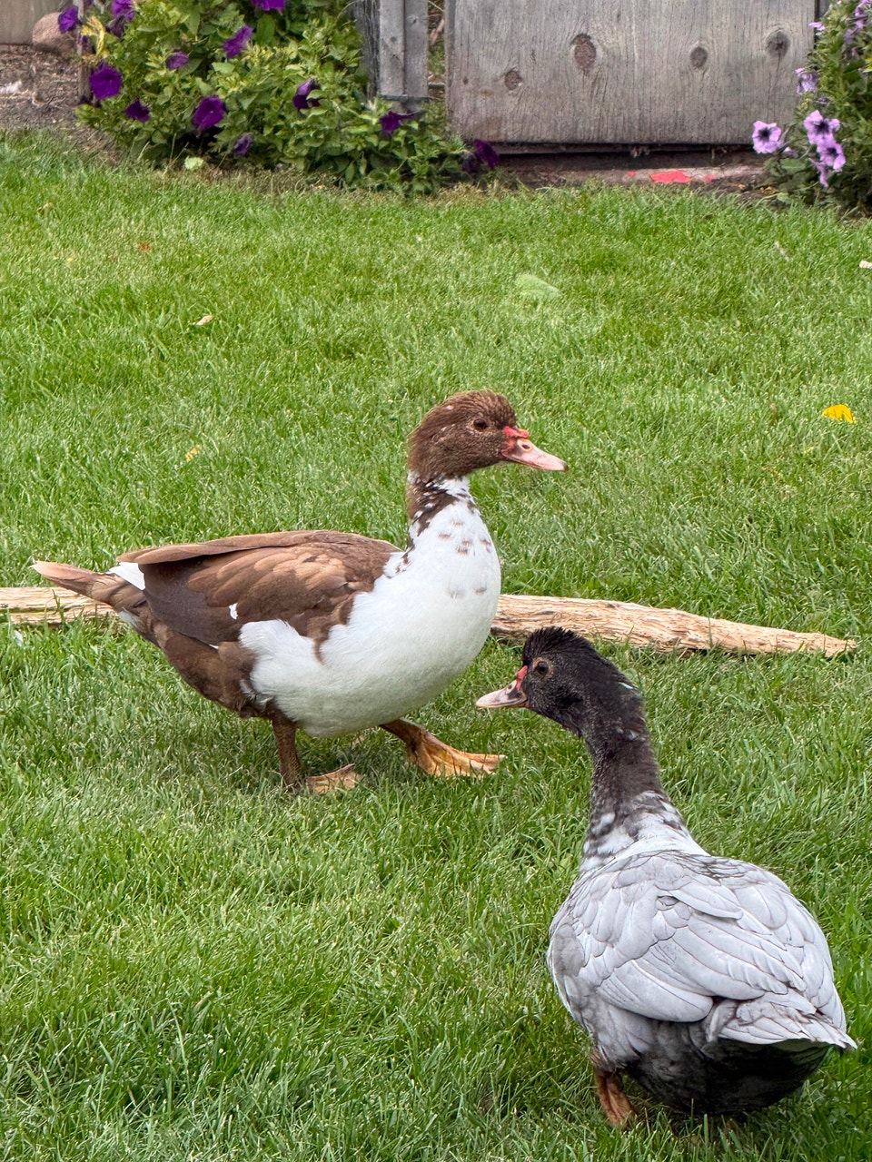 Muscovy ducks | Livestock | Winnipeg | Free local classifieds - Kijiji