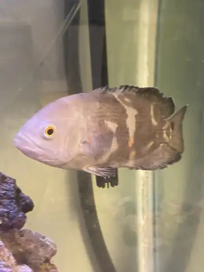 Gentle fish, loves to be held, getting to big for my tank. Pick up only. No holds. 403-795-9409