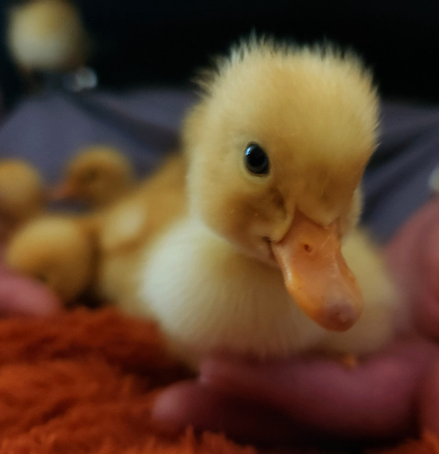 Pekin Duck Hatching Eggs in Livestock in Norfolk County