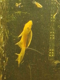 Albino long Fins plecos