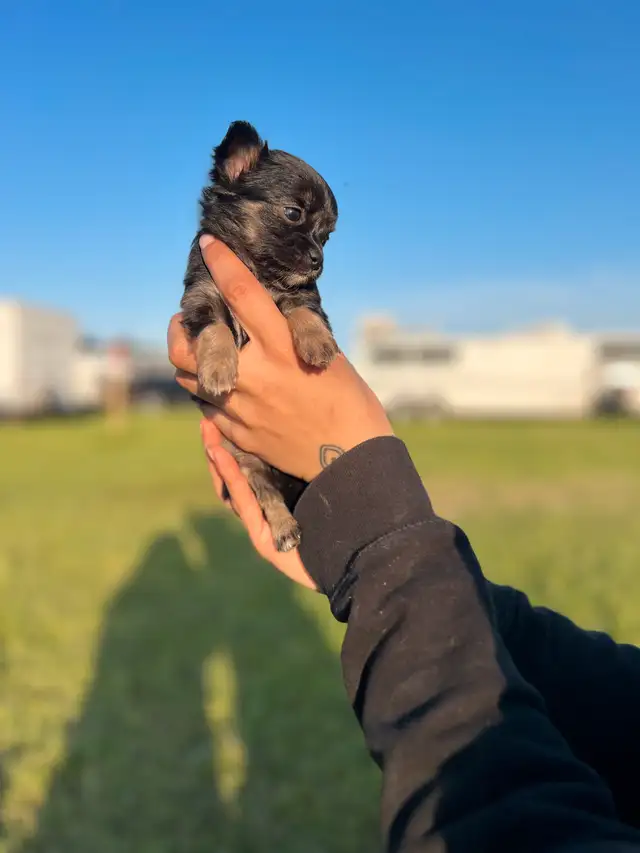 chihuahua poil long in Dogs & Puppies for Rehoming in Laurentides - Image 10