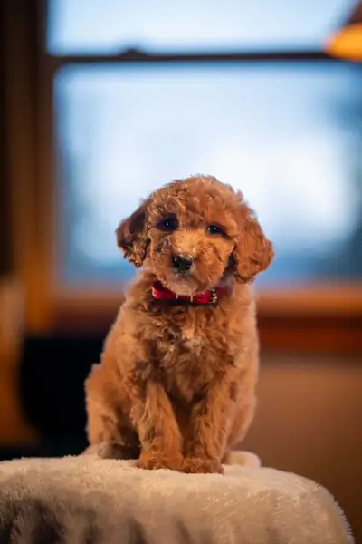 F1B small Bernedoodle puppies , View more