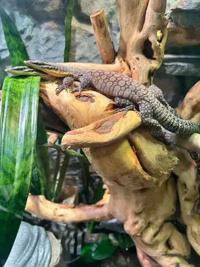 High Red Kimberly Rock Monitor Hatchlings, View more