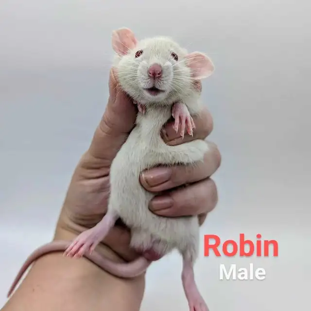 Baby Rats Available in Small Animals for Rehoming in City of Toronto - Image 4