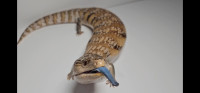 7 year old female Northern Blue Tongue Skink