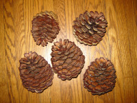 PINE CONES FOR CRAFTERS