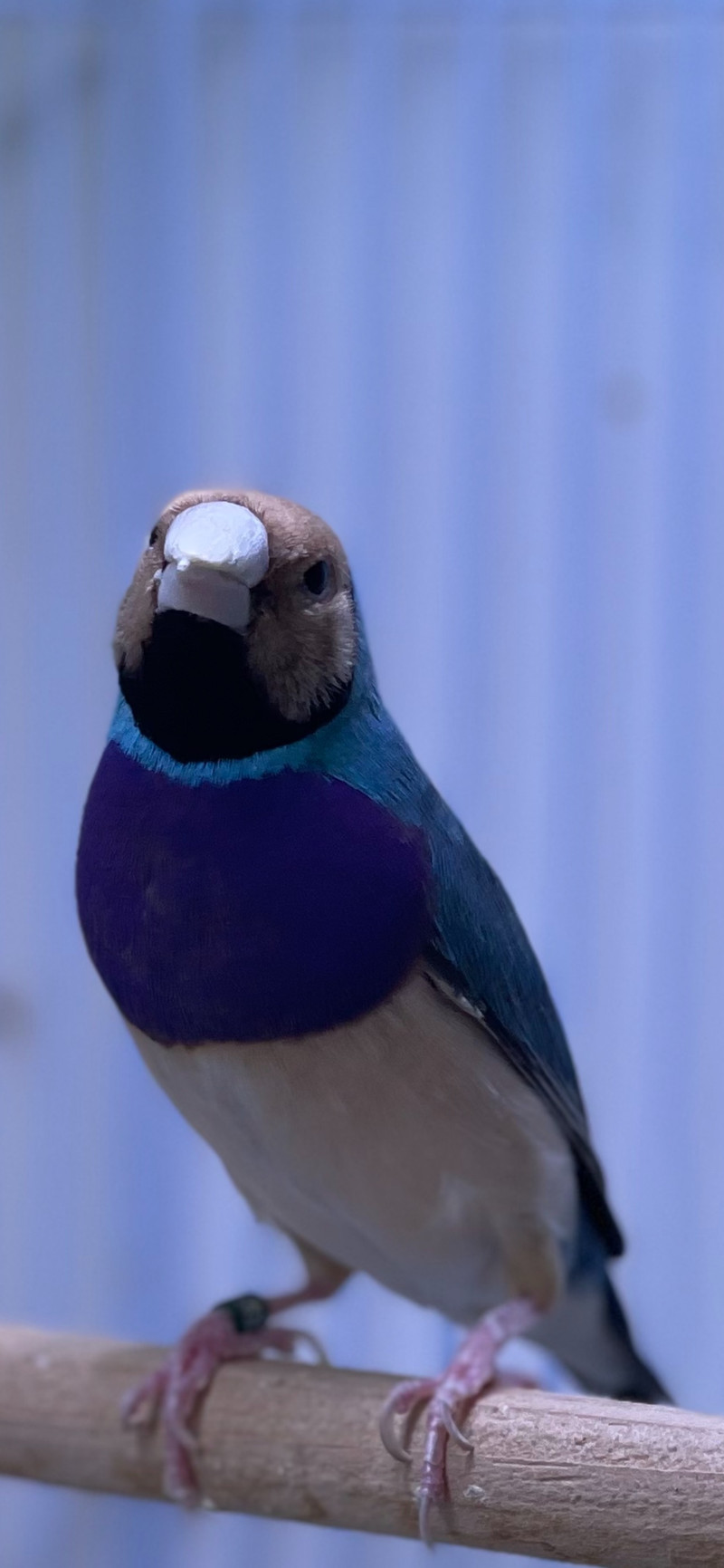Gorgeous Gouldian finches Toronto | Birds for Rehoming | City of