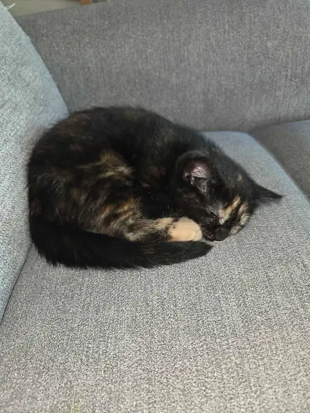 3 petit chatton in Cats & Kittens for Rehoming in Trois-Rivières - Image 3