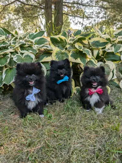 Pomeranian teacup size ready for September 2nd, View more