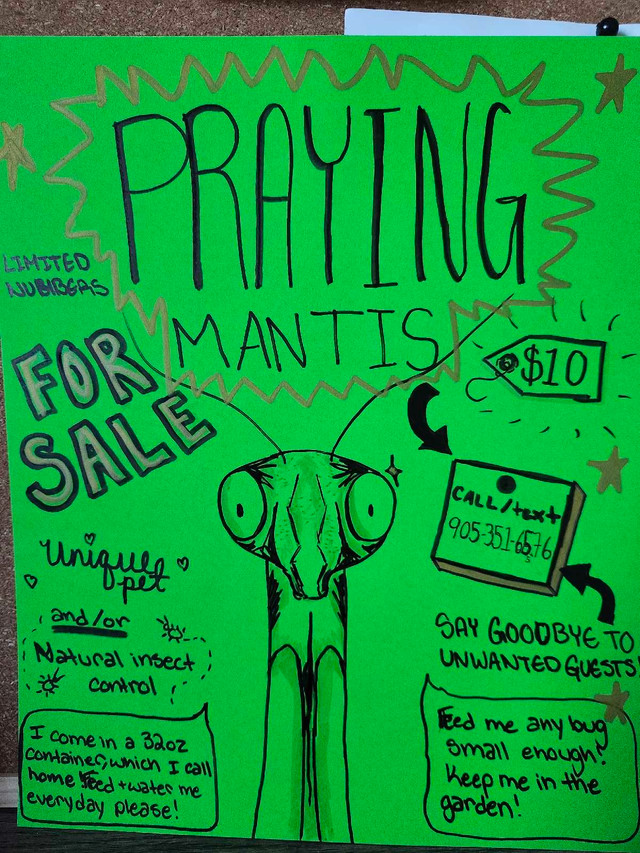 Praying Mantis babies in Small Animals for Rehoming in St. Catharines