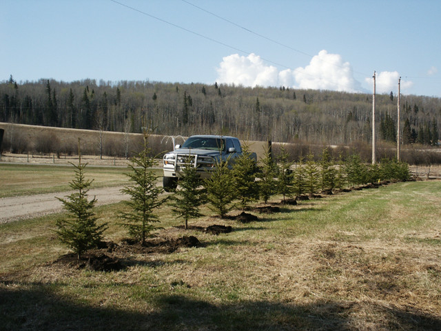 Spruce Trees For Sale in Plants, Fertilizer & Soil in Strathcona County - Image 3