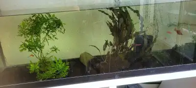 Fish and aquarium setup, View more