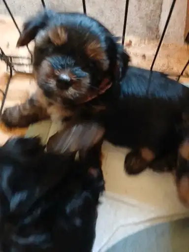 prebred yorkshire terrier puppies, View more