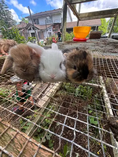 Holland Lop Bunnies, View more