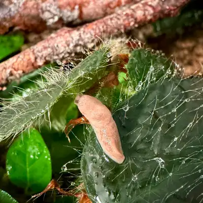 Deroceras Reticulatum “Milky Slug”, View more